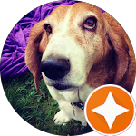 Brown-and-white basset hound with floppy ears gazing upward on grass, purple blanket behind; orange star badge overlay at lower-right.