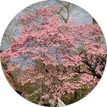 Circular image of a large pink-flowering tree in full bloom against a pale blue sky, with surrounding branches and foliage.